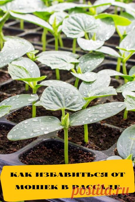 как избавиться от мошек в рассаде