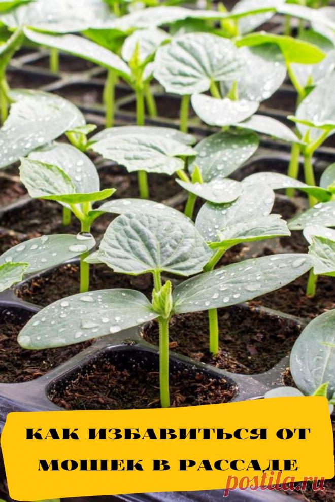 как избавиться от мошек в рассаде
