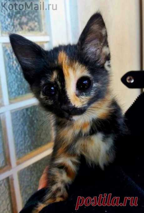 Котёнок расцветки космоса