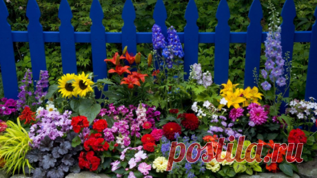 До какого времени осенью можно сажать и пересаживать многолетники?