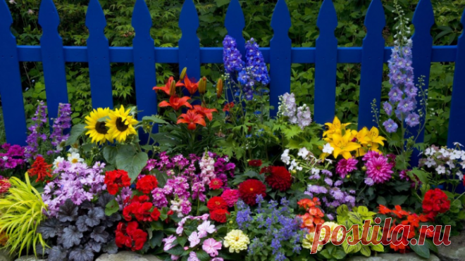 До какого времени осенью можно сажать и пересаживать многолетники?