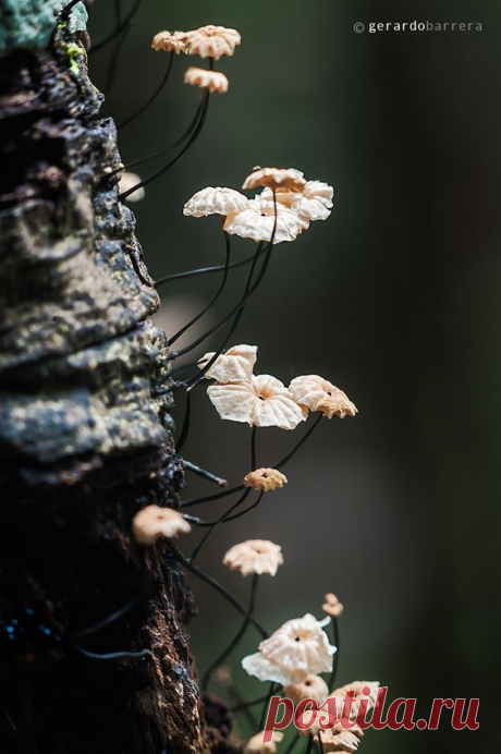 (35) Selva Encantada by Gerardo Barrera on 500px | Me online = Scrat in heaven..! III