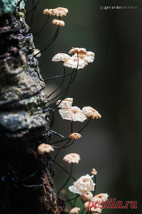 (35) Selva Encantada by Gerardo Barrera on 500px | Me online = Scrat in heaven..! III