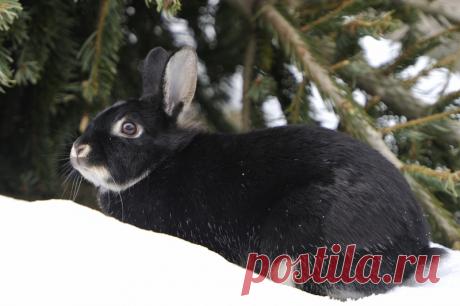 Народные приметы на Новый 2023 год
К чему сделать перестановку перед наступлением Нового 2023 года. Как задобрить Черного Кролика. Что сулит, если на праздничный стол поставить тарелку с несколькими видами орехов, и другие