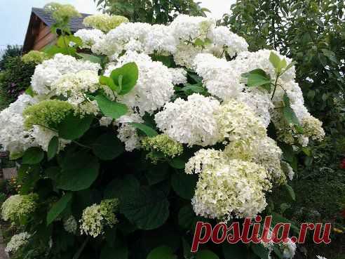 ОГОРОДИК И ЦВЕТНИК В ЛАНДШАФТЕ. – ТатьянаПётр Коноваловы (Санникова) добавила фотографию в альбом Что это за цветок?