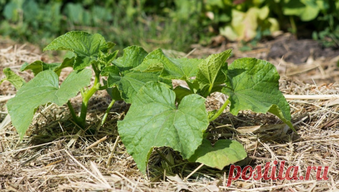 Взошли огурцы: что делать дальше, чтобы они росли крепкими и здоровыми | С грядки - к столу | Дзен