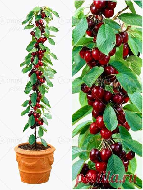 20pcs/bag cherry bonsai fruit seeds Sweet Sylvia Upright Cherry Self-fertile Dwarf Tree seeds plant pot home garden   |  Pinterest