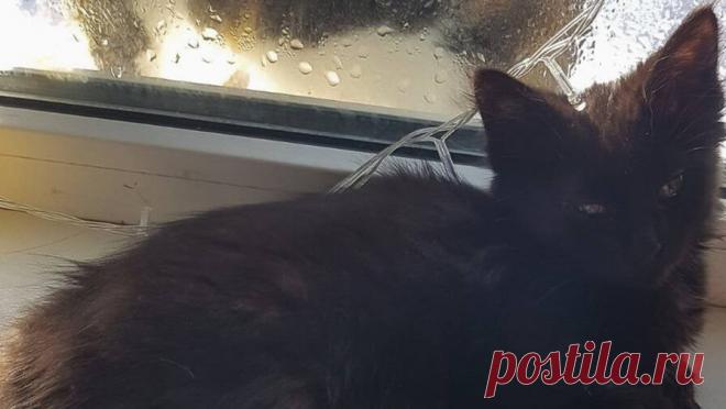 Котенок попал в кузов мусоровоза и оказался в московском сортировочном комплексе. В московском сортировочном комплексе среди отходов нашли котенка. Об этом сообщает агентство "Москва". Сначала домашнее животное оказалось в кузове мусоровоза, а затем попало в разрыватель пакетов. Внимательные сотрудники ...