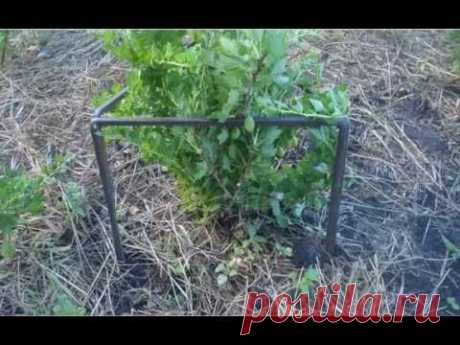 опоры под крыжовник и смородину - профилактика мучнистой росы