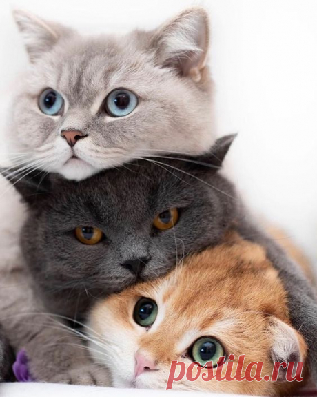 Drei schöne Katzen die sich lieben  #threecats #threekitties #beautifulc . #katzen