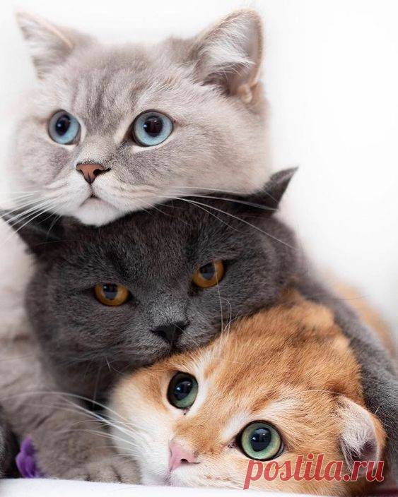 Drei schöne Katzen die sich lieben  #threecats #threekitties #beautifulc . #katzen