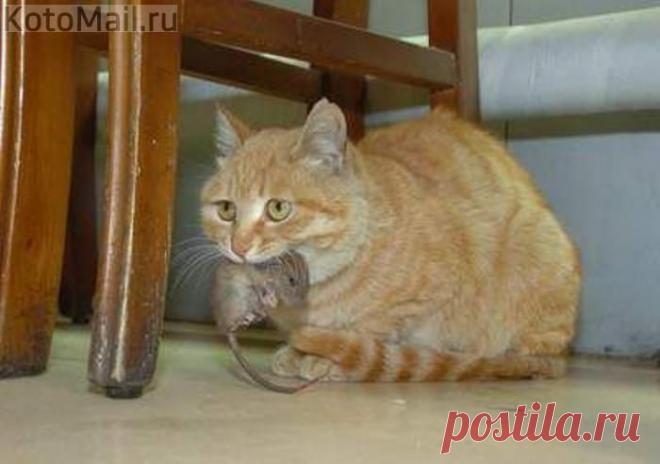 Кот Василий Бугров. | KotoMail.ru