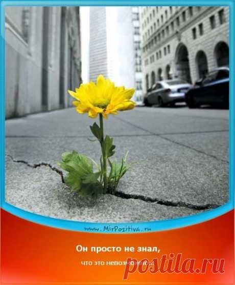КОНЬ СВИНЬЕ НЕ ТОВАРИЩ | РОДоСВЕТ | Группы Мой Мир