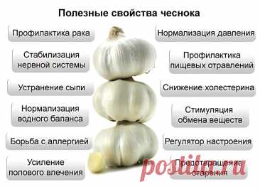 Полезные свойства чеснока