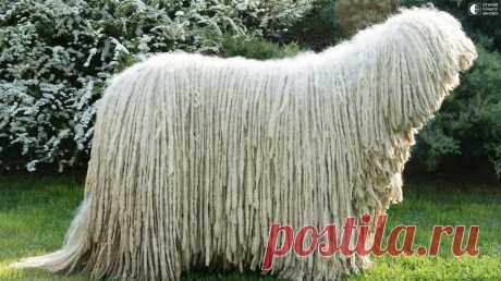 Комондор - собака с дредами - Путешествуем вместе