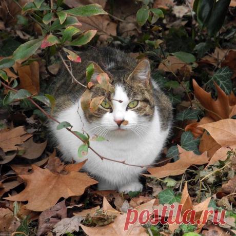 Приложение &quot;Открытки&quot;
Лариса Зигарева(Симонова)