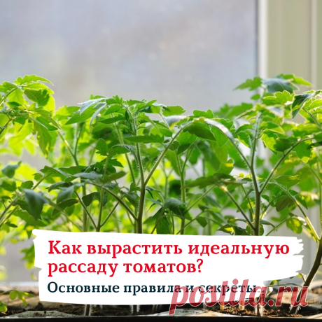 КАК ВЫРАСТИТЬ ИДЕАЛЬНУЮ РАССАДУ ТОМАТОВ: ОСНОВНЫЕ ПРАВИЛА И СЕКРЕТЫ 
⠀
1. Собранные со своего огорода семена нужно обеззараживать всегда. Как это сделать мы рассказывали в нашем посте про протравливание. Магазинные семена не всегда нуждаются в такой подготовке и уже готовы к посеву (как семена от Садов России), эту информацию уточняйте у производителя.
⠀
2. Грунт можно сделать как самостоятельно, так и использовать универсальную магазинную почвосмесь. Это сэкономит ваше вр...