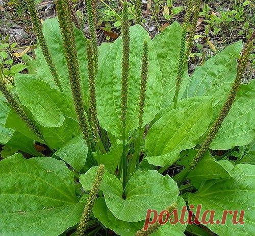 Трава подорожник лечебное свойство