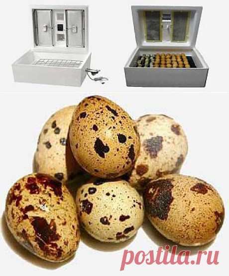 Инкубатор для перепелов. Выбор инкубатора и инкубационного яйца перепела