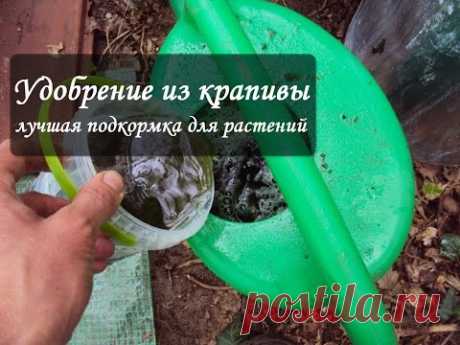 Настой крапивы: как сделать подкормку для растений из крапивы
