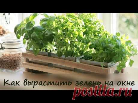 Зелень на окне