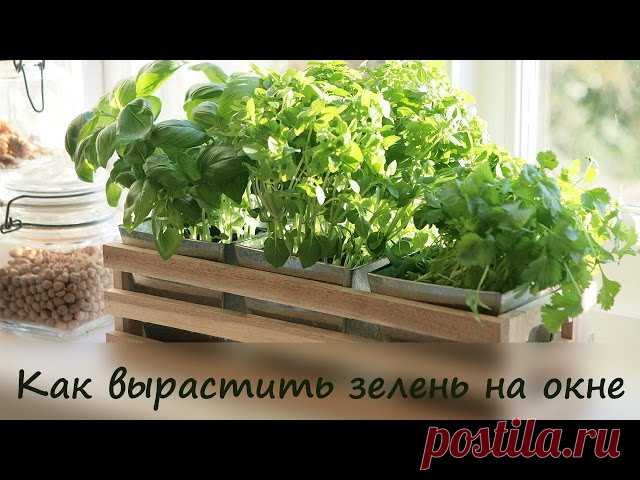 Зелень на окне