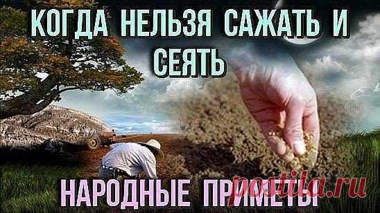 КОГДА НЕЛЬЗЯ САЖАТЬ и СЕЯТЬ
Народные приметы для садоводов-огородников!
- Картофель нельзя сажать на Вербной неделе, по средам и субботам - будет портиться.
- Если весна ранняя, то капусту, как и лук сеют на четвертой неделе Великого поста или позже - на пятой.
- Если весна запаздывает, то производят посев в последние дни Страстной недели, особенно в субботу.
- Подсолнухи лучше сажать в субботу, до восхода солнца или после его захода. Последнее предпочтительнее. При посадке молчат и не грызут се