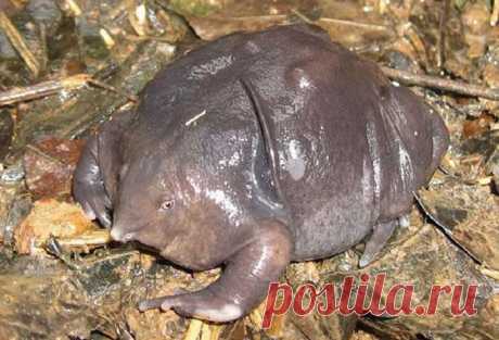 От одного взгляда на них стынет кровь: редкие животные, которых мало кто видит