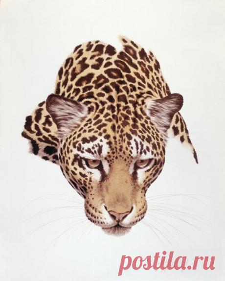 Кошачьи портреты Гая Коэлича - Искусство животных Гая Коэлича