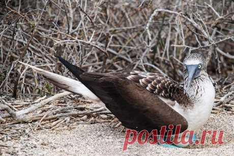 Необычная птица голубоногая олуша