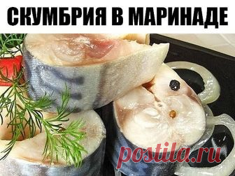 В таком маринаде скумбрия не уступает по вкусу красной рыбе
Ингредиенты:
- Скумбрия (замороженная, разморозить) 2 шт
- лук репчатый по вкусу
- вода 250 мл
- гвоздика 6 шт
- перец горошком шепотка
- перец душистый молотый 1/3 ч л
- зерна кориандра шепотка
- соль 2 ч л
- сахар 0,5 ч л
- масло подсолнечное 2 ст л
- уксус яблочный 2,5 ст л
Приготовление:
1. Скумбрию почистить, порезать на кусочки.
2. Воду вскипятить, добавить туда соль, сахар, гвоздику, перец горошком и молоты...