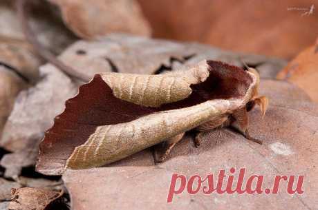 Uropyia meticulodina и Eudocima salaminia напоминают засохшие, свернувшиеся листья. Ну какая птица захочет их есть? Отличная стратегия для выживания. Даже когда ты уже знаешь что это насекомые, в это с трудом верится.