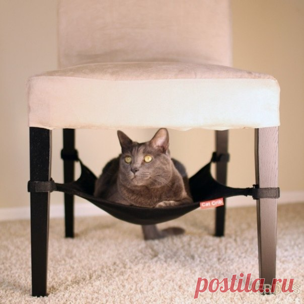 Вещи, которые захочет иметь ваша кошка. 






























