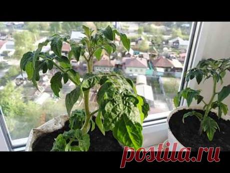 Мой огород на балконе.