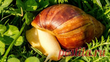 Улитки стали помехой для голосования на выборах в Бельгии. В Бельгии на выборах в Европарламент и в федеральный парламент страны проблемой для избирателей стали улитки. Об этом сообщает местная радиостанция Premiere. По данным СМИ, улитки съедают повестки, которые приходят бельгийцам по почте. ...