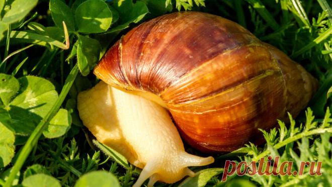 Улитки стали помехой для голосования на выборах в Бельгии. В Бельгии на выборах в Европарламент и в федеральный парламент страны проблемой для избирателей стали улитки. Об этом сообщает местная радиостанция Premiere. По данным СМИ, улитки съедают повестки, которые приходят бельгийцам по почте. ...