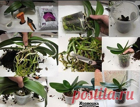 Home garden|Сад, огород, дача