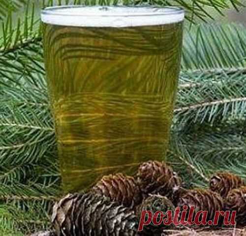 Рецепт кваса из хвои.