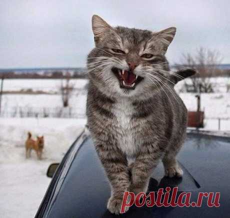 Так выглядит харизма..