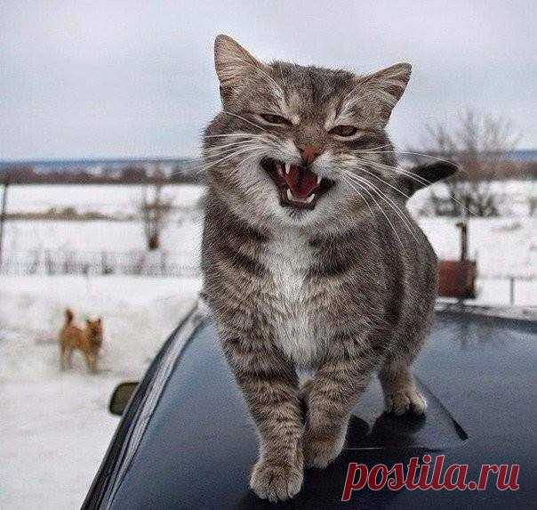 Так выглядит харизма..