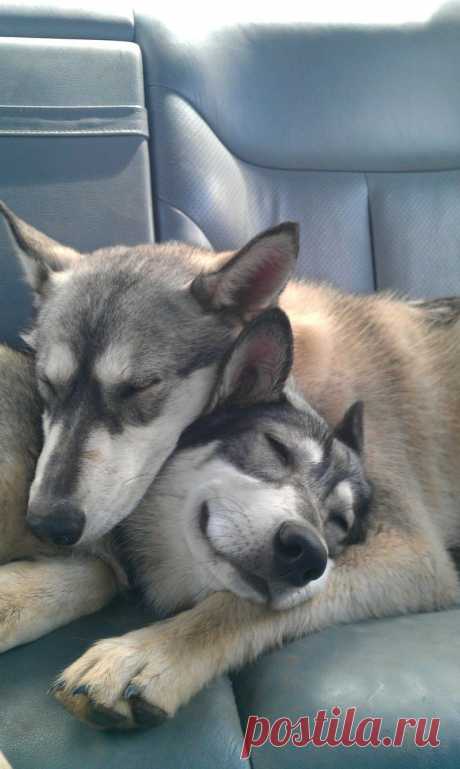 two sisters - Imgur | Dog