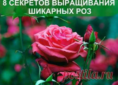 Несколько секретов по выращиванию роз