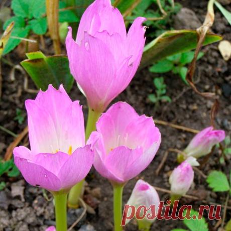 Многолетний садовый цветок Безвременник (Сolchicum). Семейство: лилейные (Liliaceae)

Синонимы: колхикум, осенник

Клубнелуковичный многолетник высотой 10-11 см с прикорневыми листьями. Цветки крупные розовато-фиолетовые, белые. Цветет ранней весной или осенью.

Основные виды
В культуре наиболее часто встречаются б.осенний (C.autumnale) с крупными - до 7 см в диаметре светло-сиреневыми цветками, цветет во второй половине сентября - октябре в безлистном состоянии.