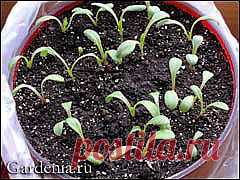 G Дайджест сайтa Gardenia.ru Номер 368