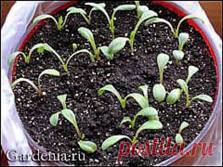 G Дайджест сайтa Gardenia.ru Номер 368
