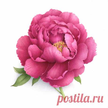 Коллекция картинок: Vincent Jeannerot 2