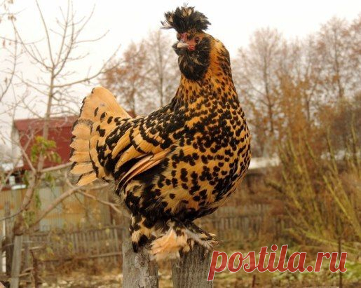 ЭТАЛОН КУРИНОЙ КРАСОТЫ.
ПАВЛОВСКИЕ КУРЫ.