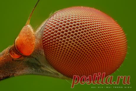 Eye of Stalk-eyed fly Explore Hai Hiu's photos on Flickr. Hai Hiu has uploaded 3575 photos to Flickr.