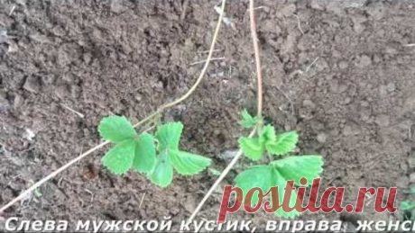 Клубника.Как отличить женский кустик от мужского