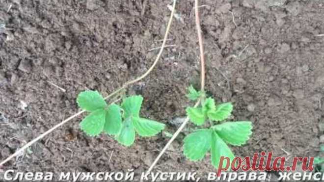 Клубника.Как отличить женский кустик от мужского